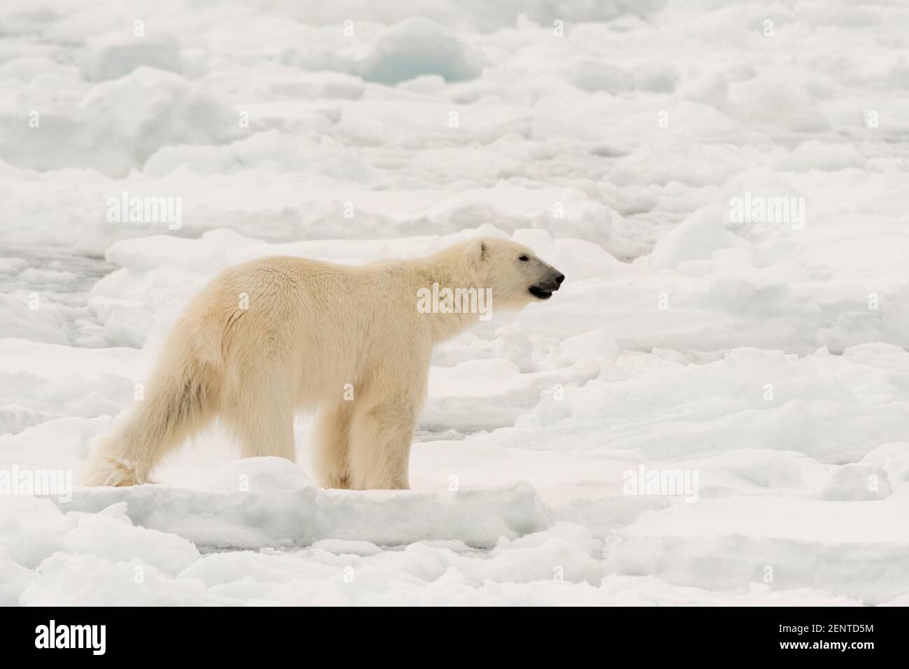 Ours polaire (Ursus maritimus), calotte glaciaire polaire, 81au nord de Spitsbergen, Norvège. Banque D'Images