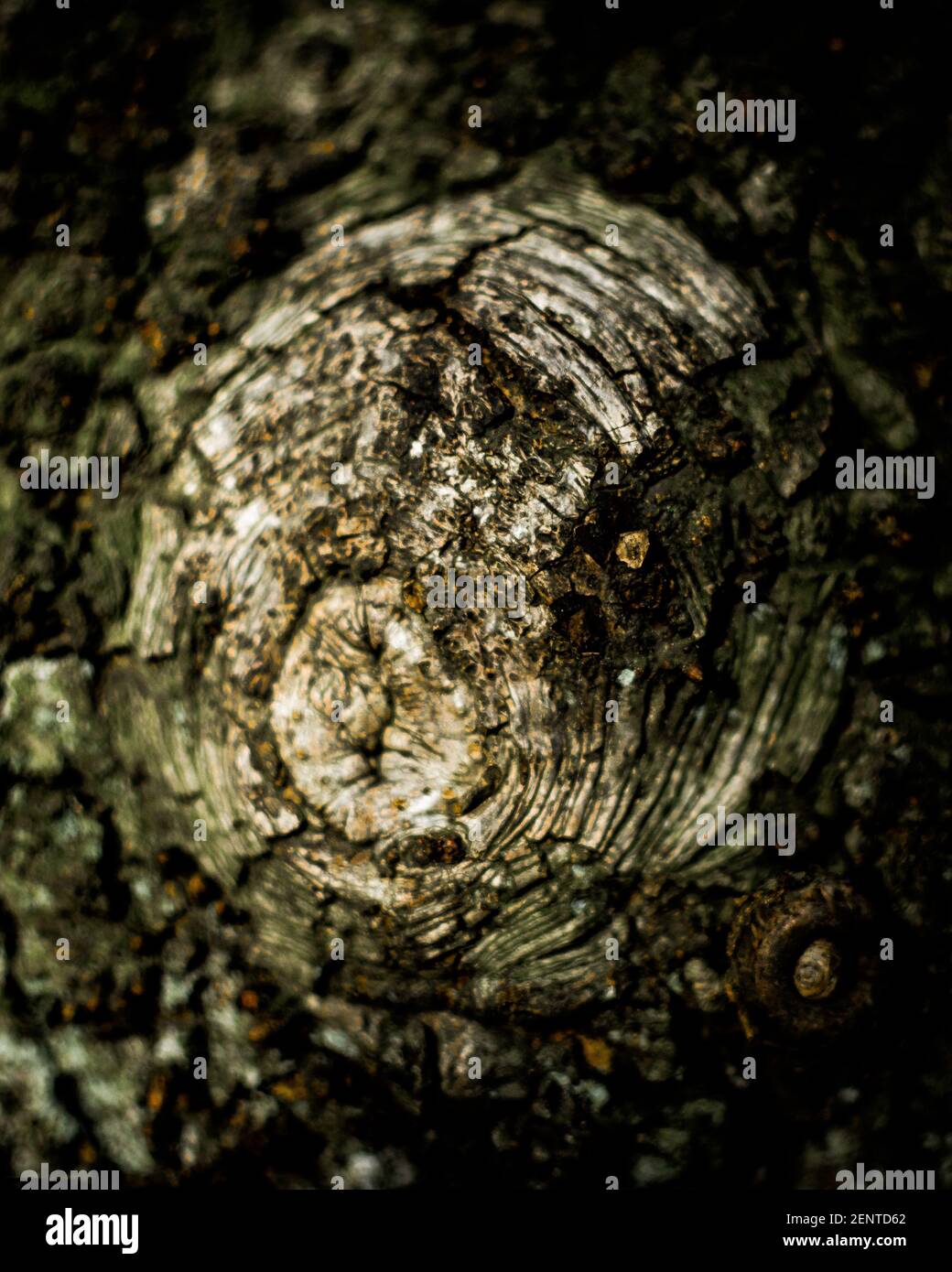 Gros plan d'un arbre Banque D'Images