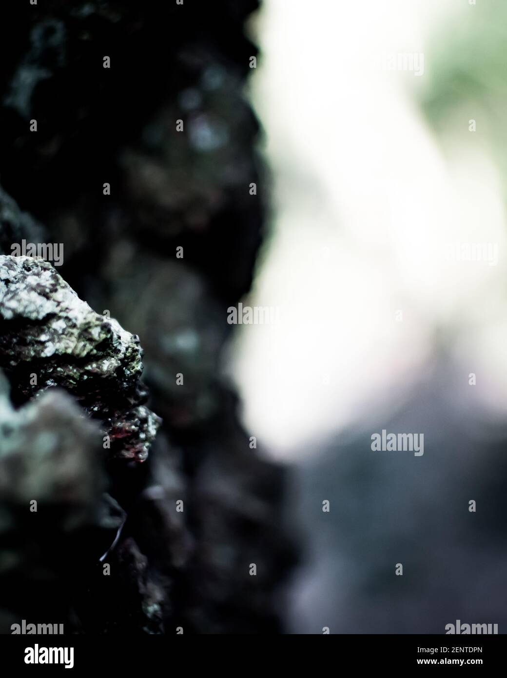 photographie floue d'un arbre Banque D'Images