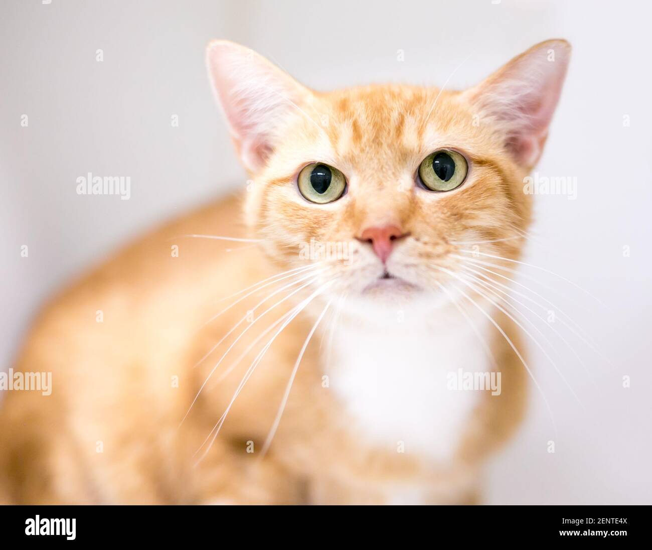 Chat Blanc Orange Banque D Image Et Photos Alamy