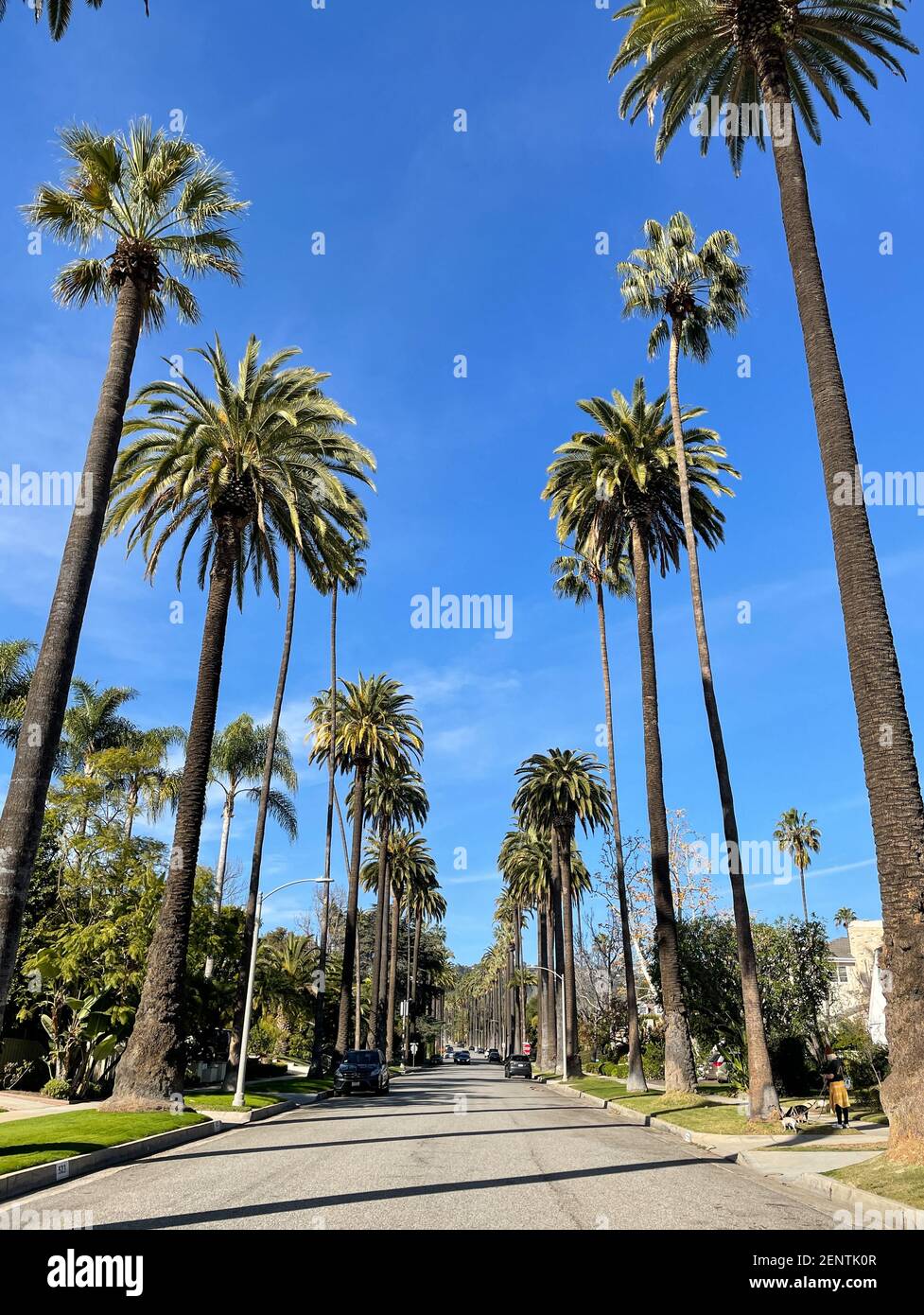Beverly Hills, CA USA - 20 janvier 2021: Vue sur la rue des quartiers de Beverly Hills avec des palmiers et des voitures en Californie Banque D'Images