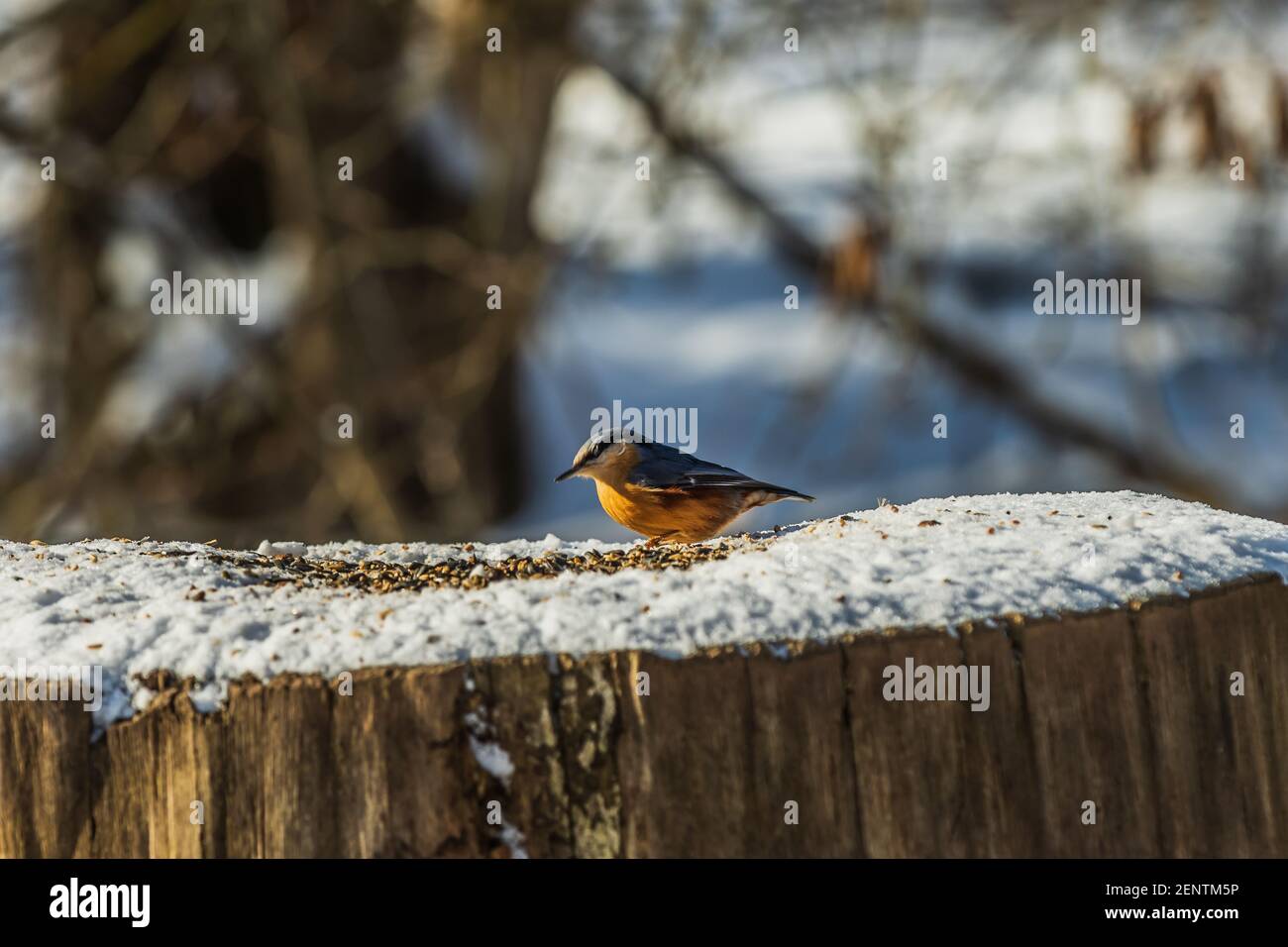 Pic Nuthatch assis devant les céréales. Tronc d'arbre recouvert de neige en hiver. Oiseau au soleil avec des plumes bleu orange jaune. Songbird Banque D'Images