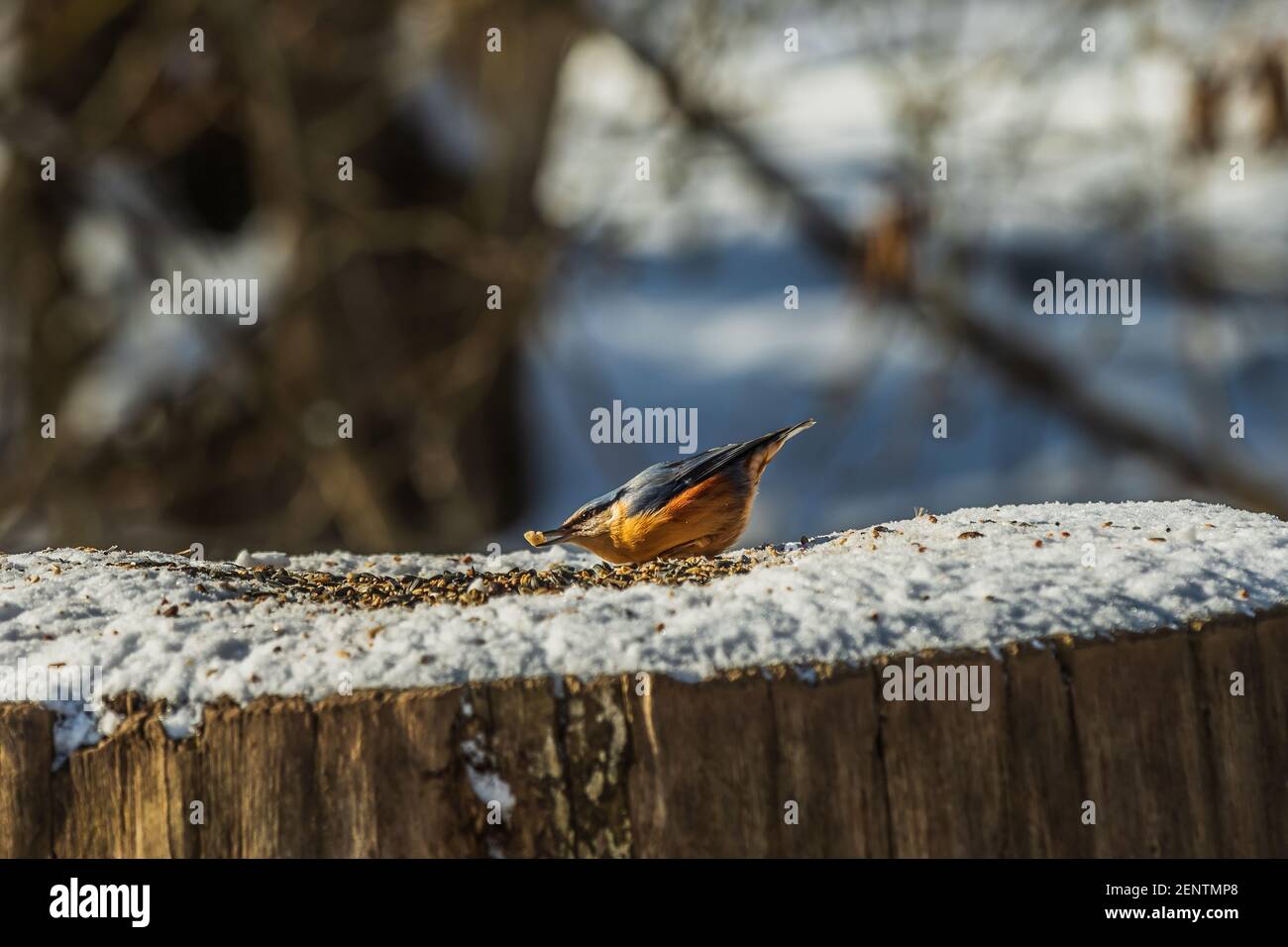 Le pic Nuthatch se plie au-dessus des céréales dans la neige. Oiseau avec grain dans son bec. Tronc d'arbre en hiver depuis un parc. Songbird au soleil Banque D'Images