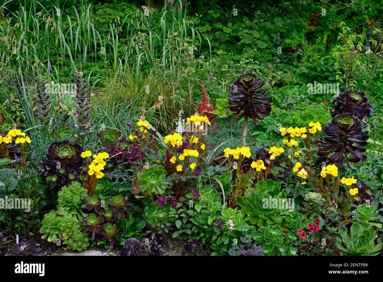 Oenothera biennis,mélange d'aeonium,mélange de succulents,jardin succulent,mélange de succulents et de vivaces,salvia amour et voeux,aeonium,fleurs bisannuelles,succ Banque D'Images