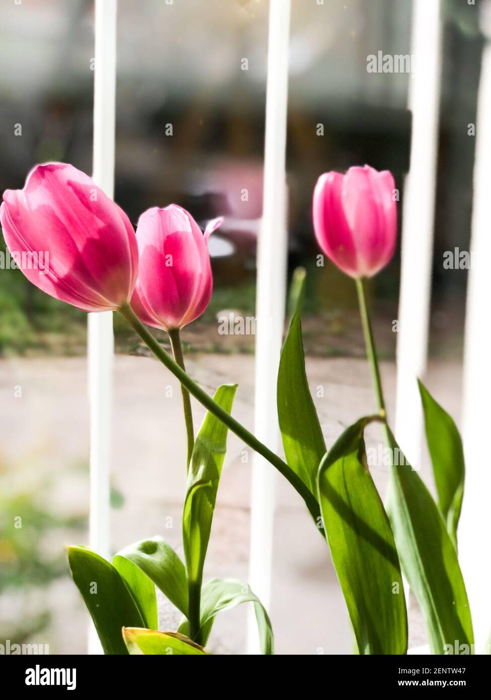 Belles tulipes près de la fenêtre, à l'intérieur. Espace pour le texte Banque D'Images
