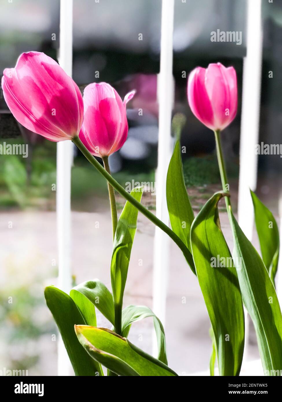 Belles tulipes près de la fenêtre, à l'intérieur. Espace pour le texte Banque D'Images