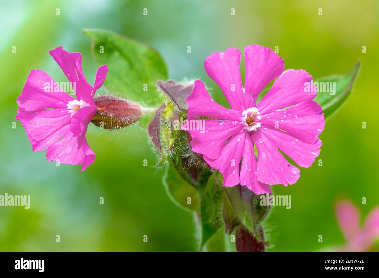 Gros plan sur les fleurs roses de Silene dioica connues sous le nom de campion rouge et de mouche rouge qui fleurit pendant la saison du printemps. Banque D'Images