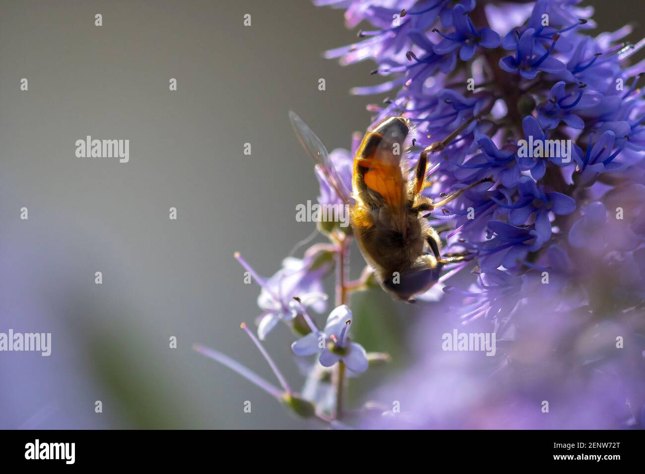 Gros plan d'une abeille occidentale ou d'une abeille européenne API mellifera nourrissant le nectar de fleurs violettes Banque D'Images