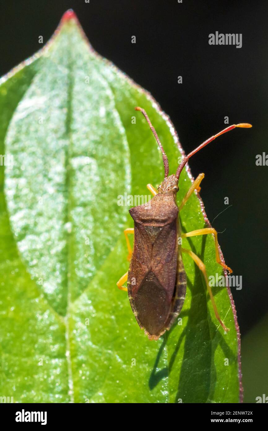 Gros plan d'un insecte d'insecte d'insecte d'insecte d'insecte d'armoise, Dolycoris baccarum, rampant sous la lumière du soleil dans la végétation. Banque D'Images
