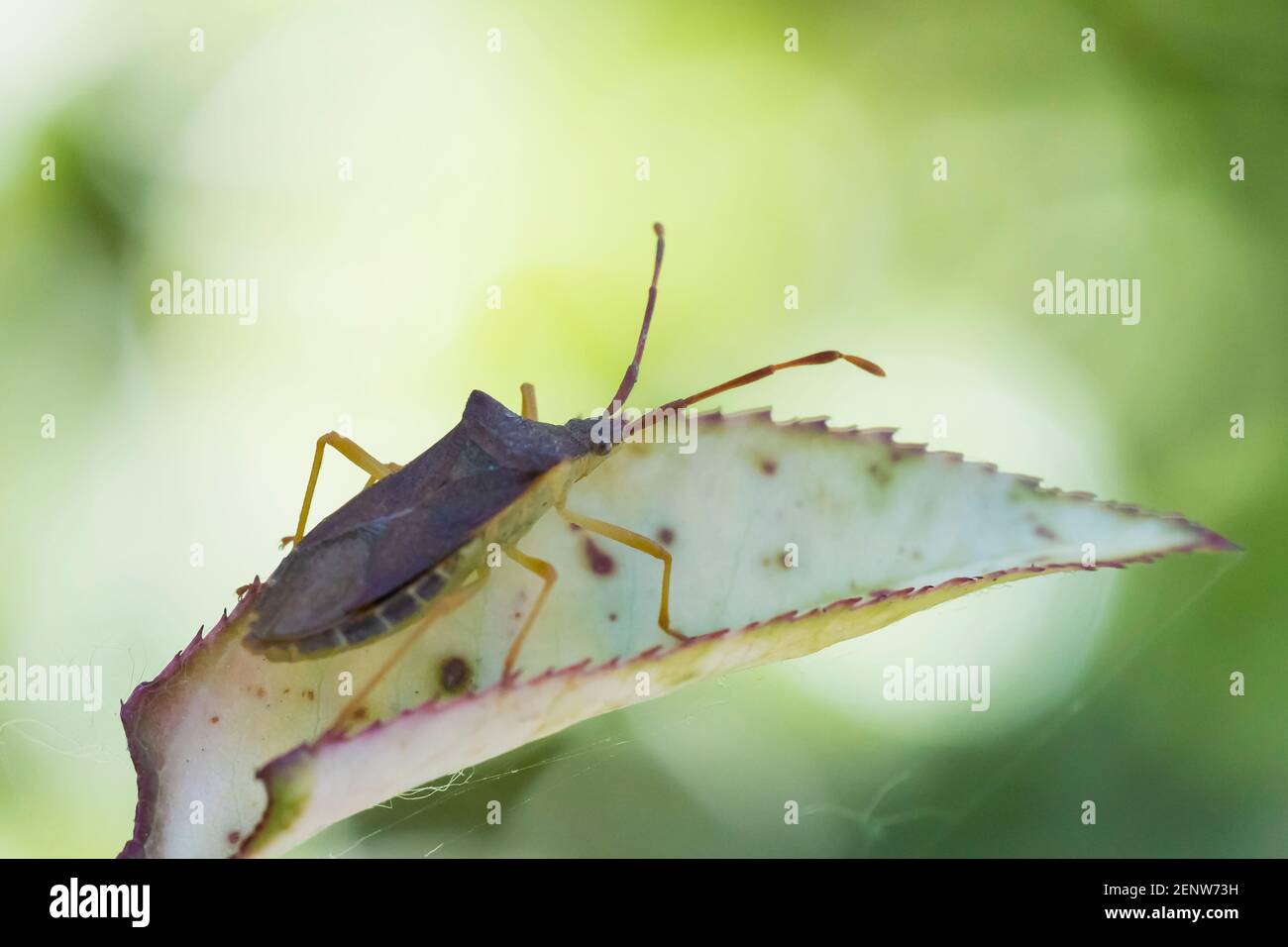 Gros plan d'un insecte d'insecte d'insecte d'insecte d'insecte d'armoise, Dolycoris baccarum, rampant sous la lumière du soleil dans la végétation. Banque D'Images
