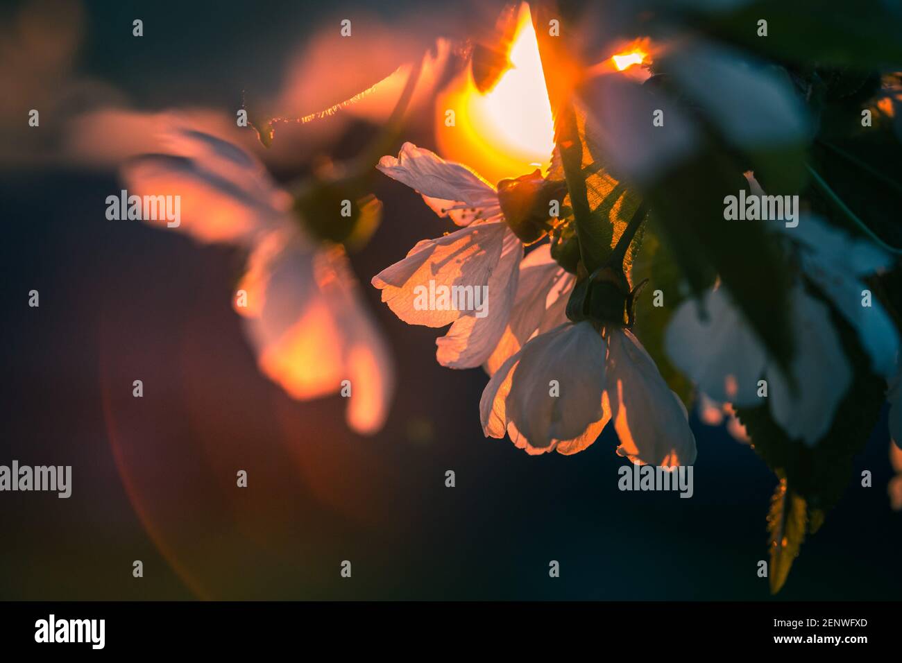 Branche de cerisiers en fleurs sous le coucher du soleil avec éclat dans le arrière-plan Banque D'Images