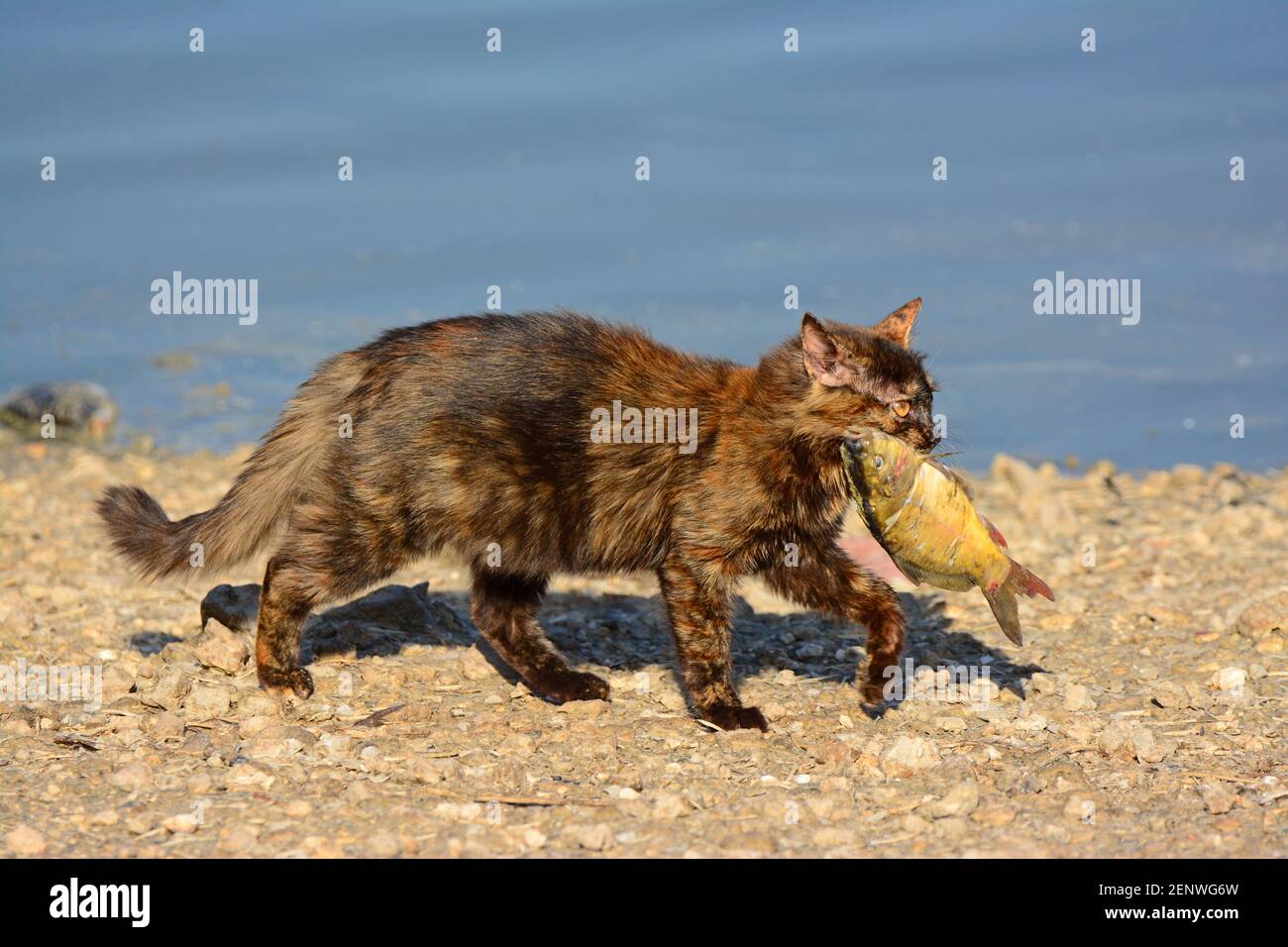 Le chat sauvage attrape un poisson Banque D'Images