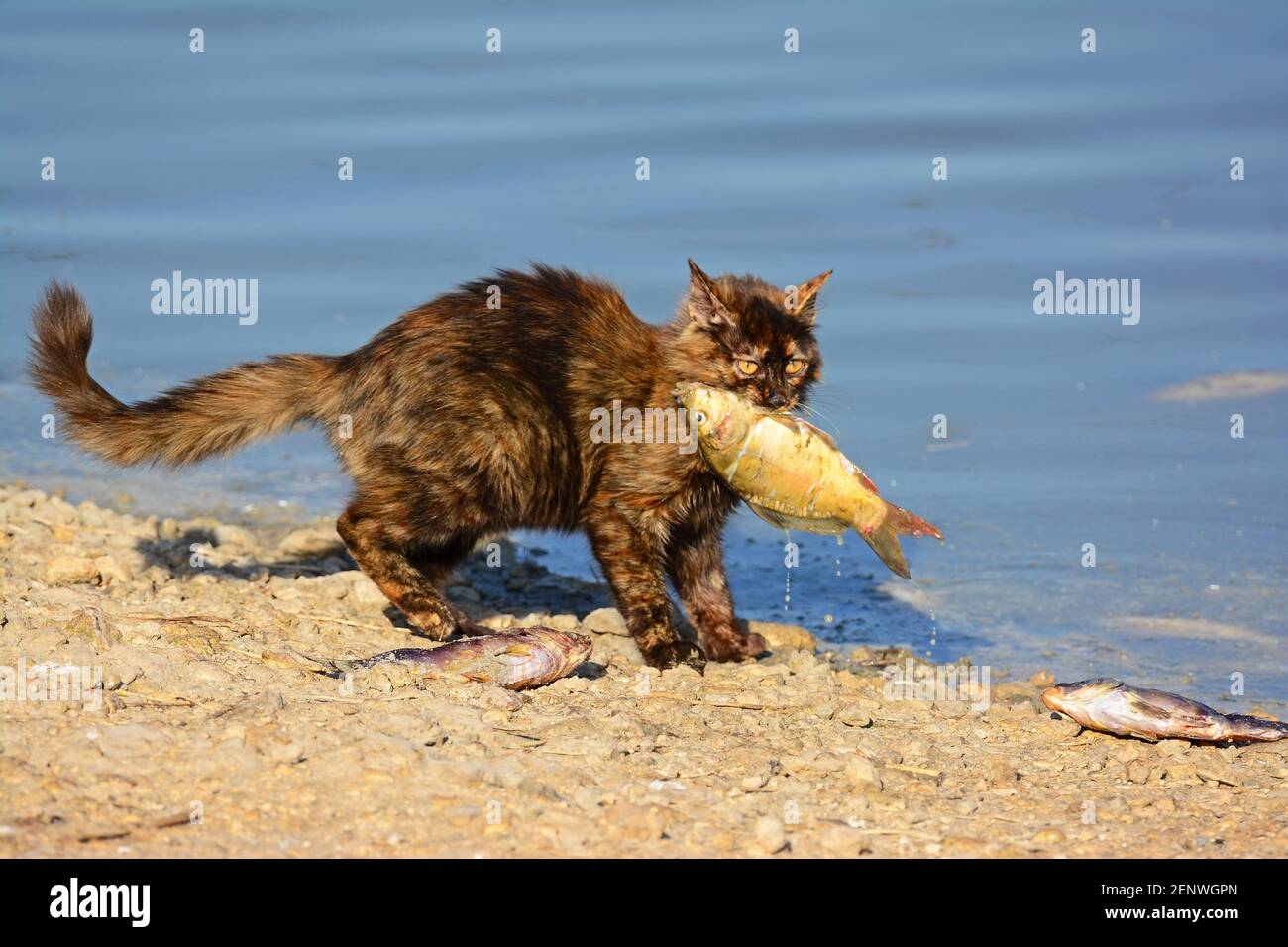 Le chat sauvage attrape un poisson Banque D'Images