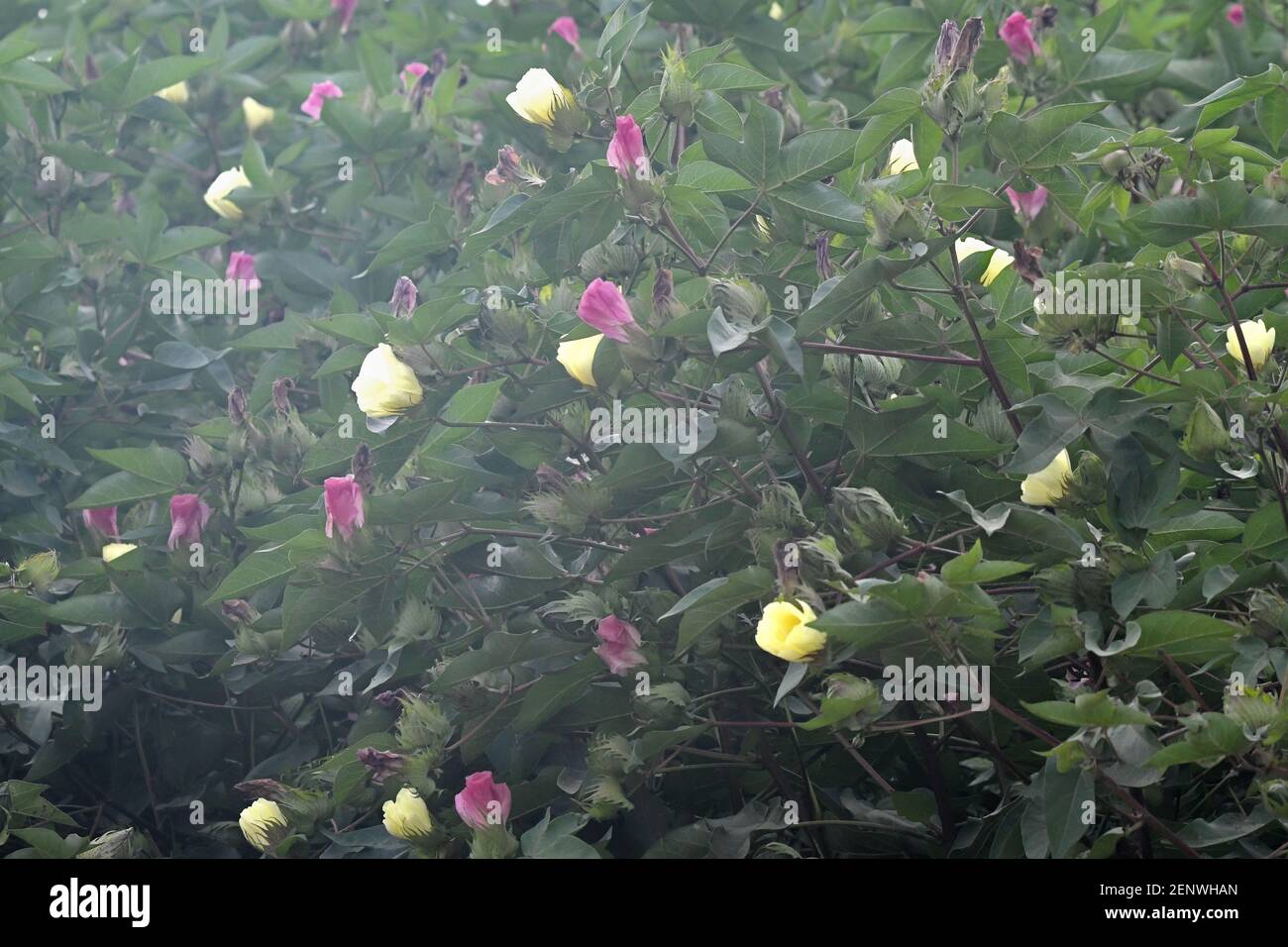 Les fleurs de coton fleurissent dans le champ Banque D'Images