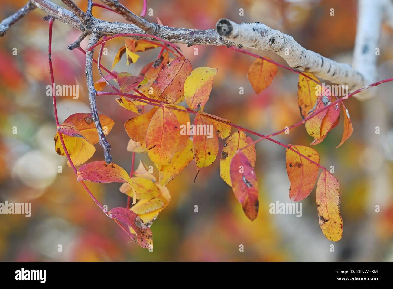 Terebith, Pistacia palaestina, gros plan sur les feuilles d'automne Banque D'Images