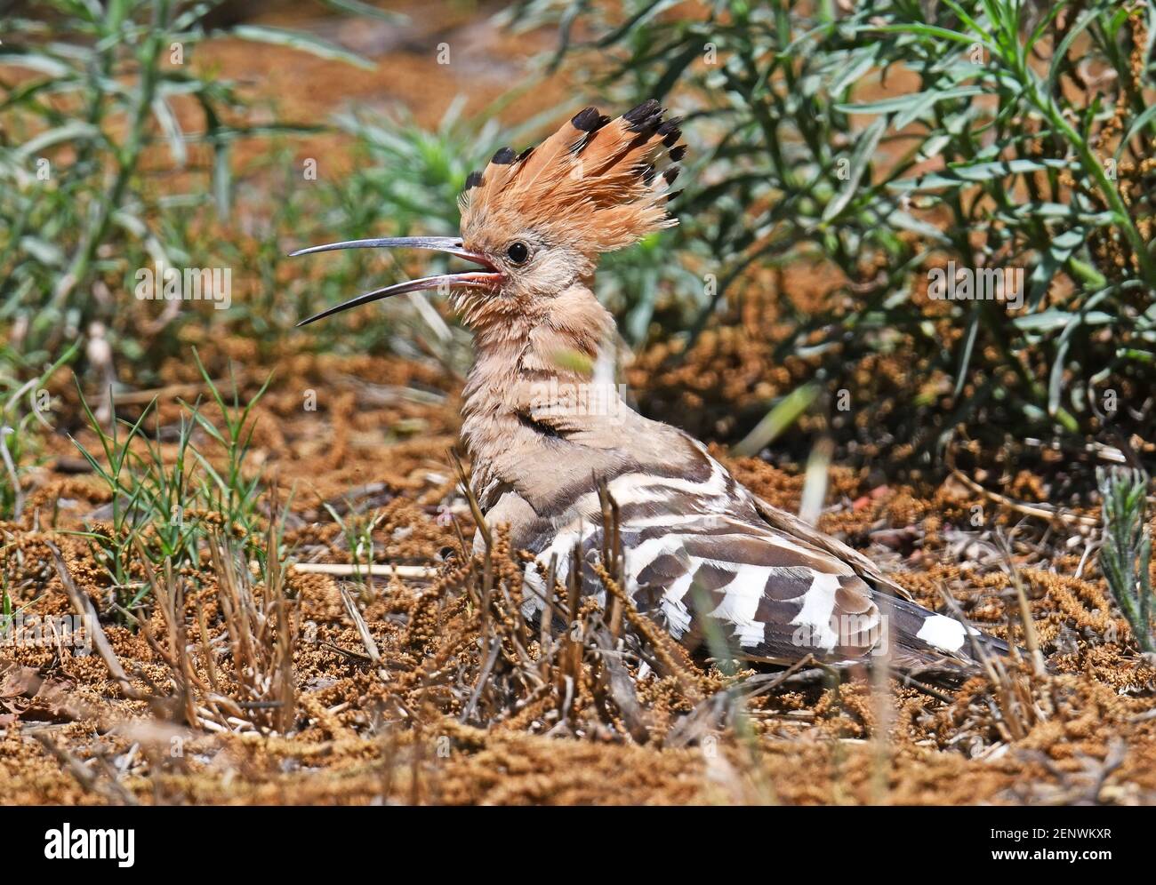 Écusson Wild Hoopoe et billet ouvert Banque D'Images