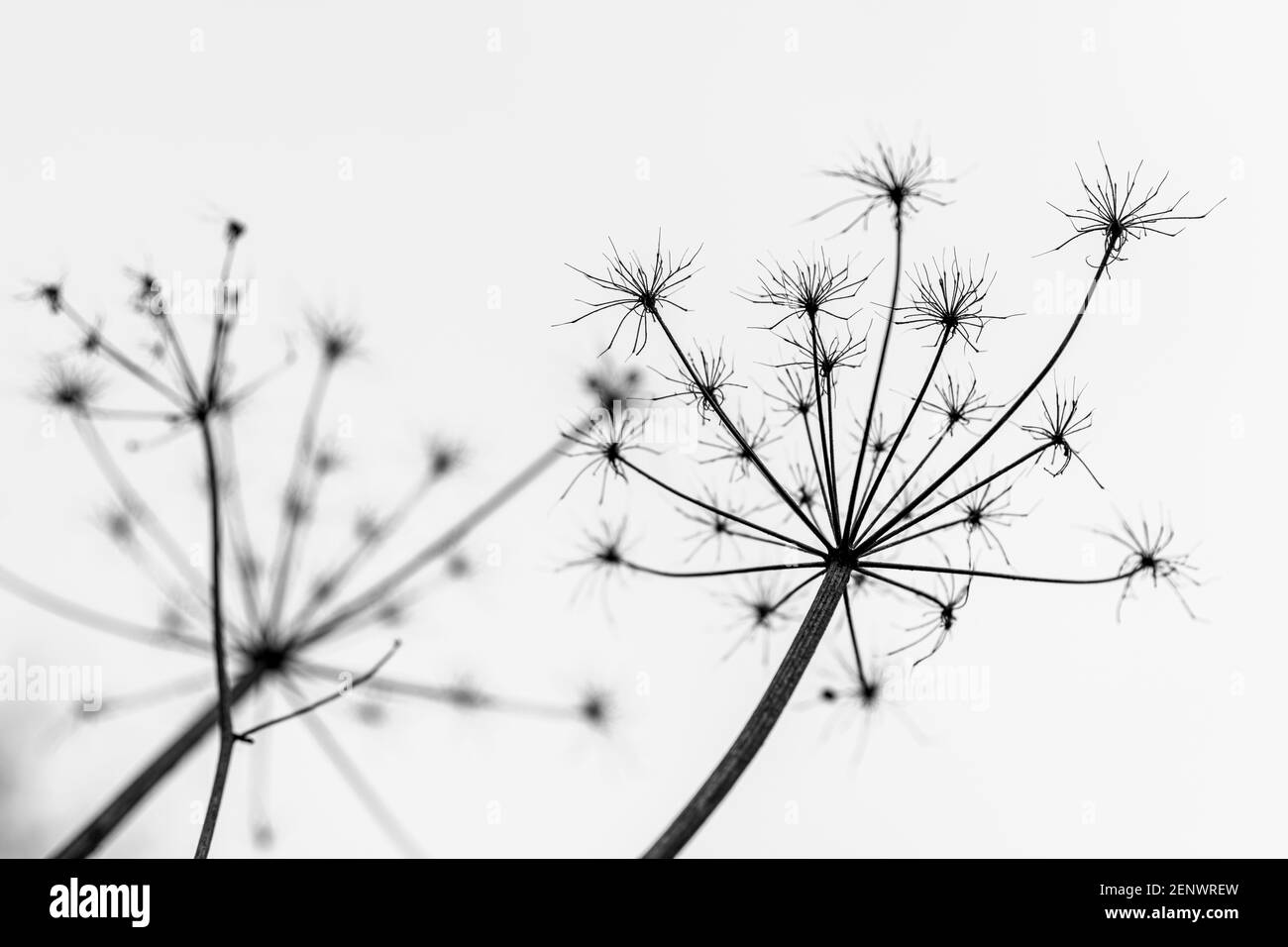 Feuillage d'hiver dans les bois, feuillage séché, plante Hedgerow en hiver Banque D'Images