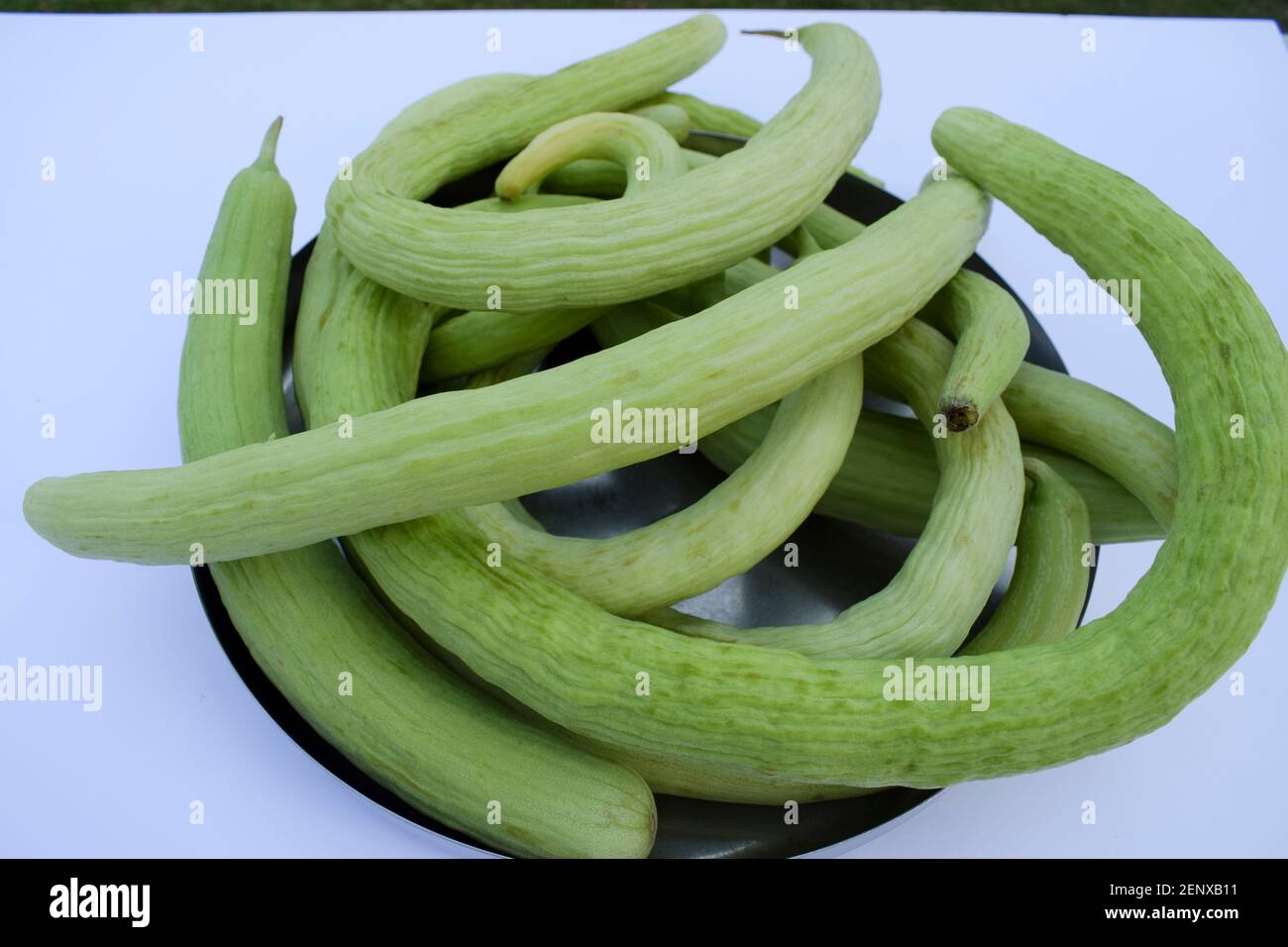 Tas de concombres de serpent long de cour, très long, mince, curvy, bouquet de concombres vert clair sur fond blanc. Banque D'Images