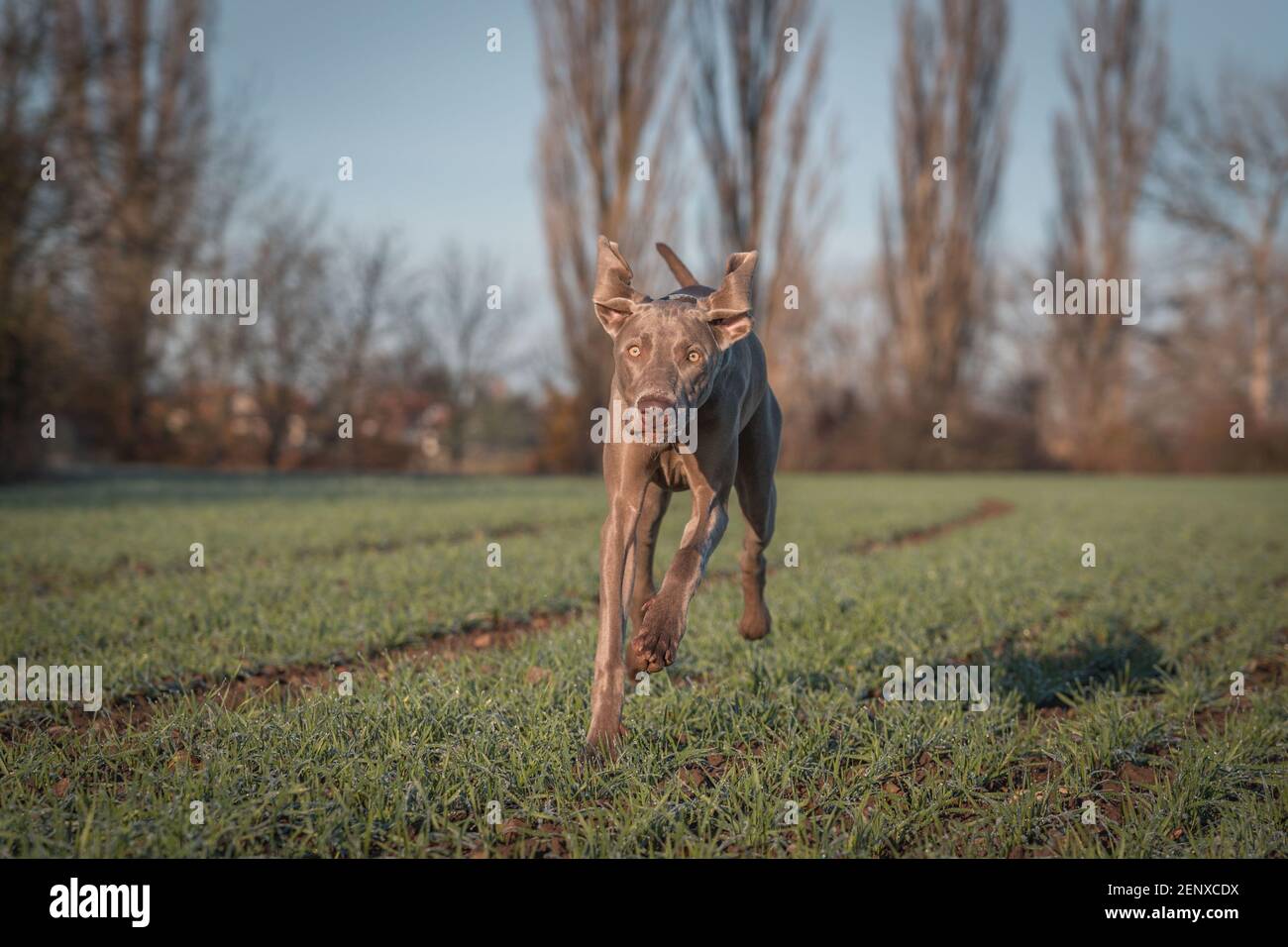 Chien Weimaraner de race pure en plein air dans la nature sur la prairie d'herbe le jour de l'automne. Banque D'Images