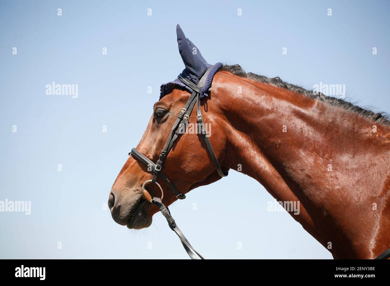 Portrait de tête gros plan d'un beau cheval de sport lors d'un événement de saut de spectacle. Vue latérale vue de tête d'un cheval de cavalier sur fond naturel Banque D'Images