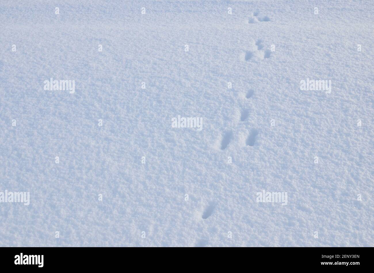 Traces d'animaux sauvages dans la neige de la forêt. Concept de migration et d'accouplement en hiver. Empreinte de lièvre, de renard, de loup ou de chien Banque D'Images