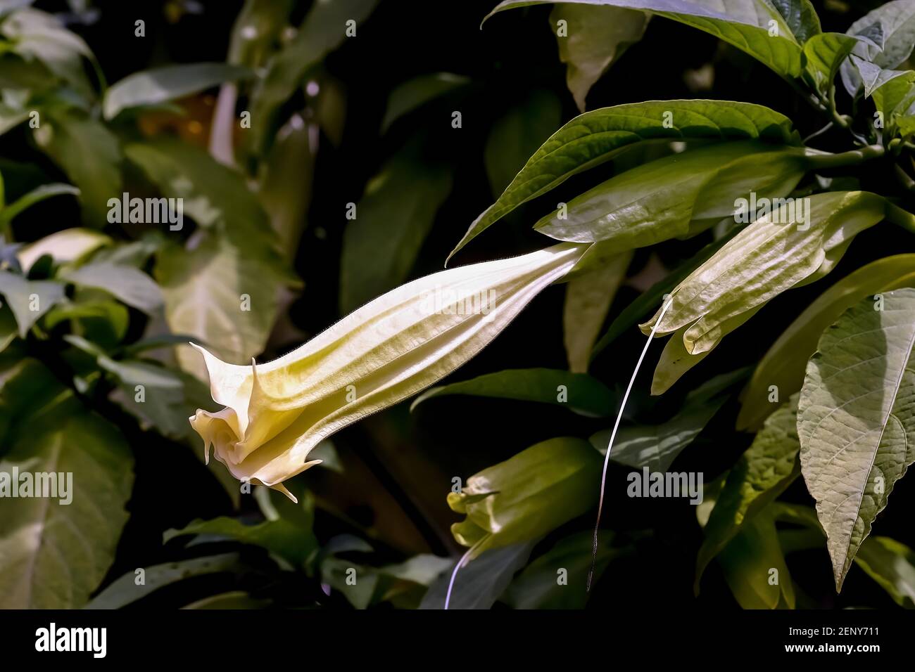 Fleur jaune de la trompette de l'Ange - Datura suaveolens - en été, Allemagne, Europe Banque D'Images