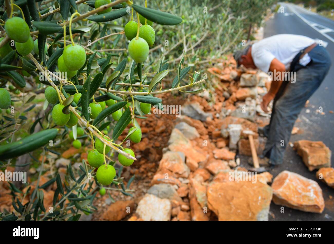 L'homme reconstruit au mur de pierre dans la région de l'île de Dalmatie en Croatie. Banque D'Images