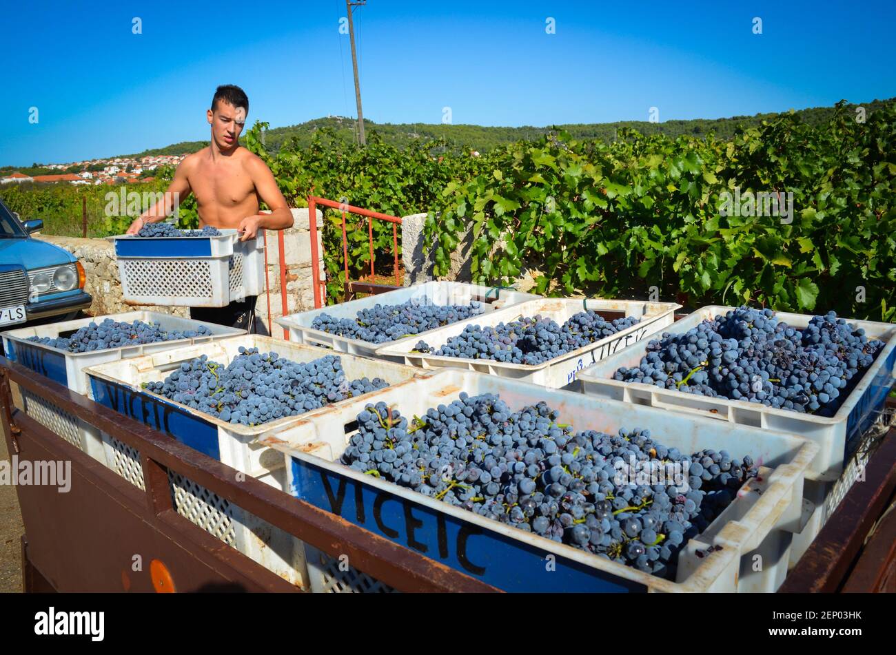 Vendanges, de la plaine de Stari Grad, à Stari Grad sur l'île dalmate de Hvar, Croatie. La région a été nommée site du patrimoine de l'UNESCO en 2008. Banque D'Images