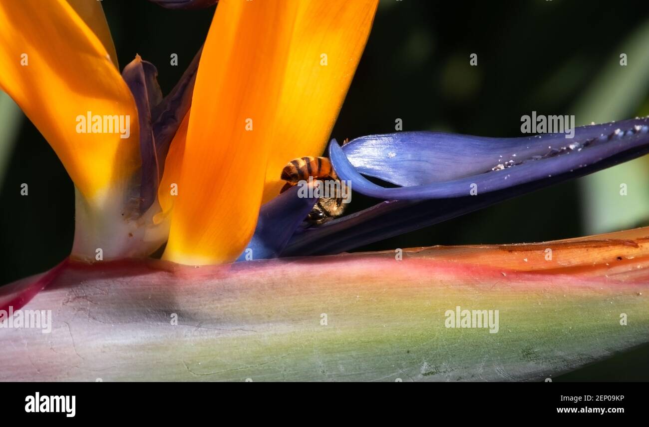 nature au travail gros plan d'une abeille pollinisant un oiseau de la fleur de paradis sombre fond clair et ombres Banque D'Images