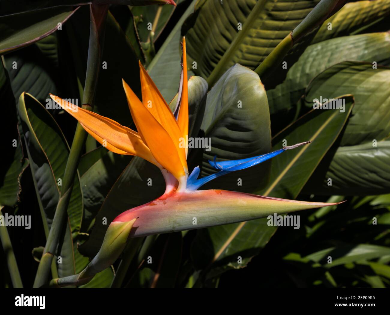 oiseau tropical coloré de la fleur de paradis à proximité avec le vert foncé arrière-plan de la feuille Banque D'Images