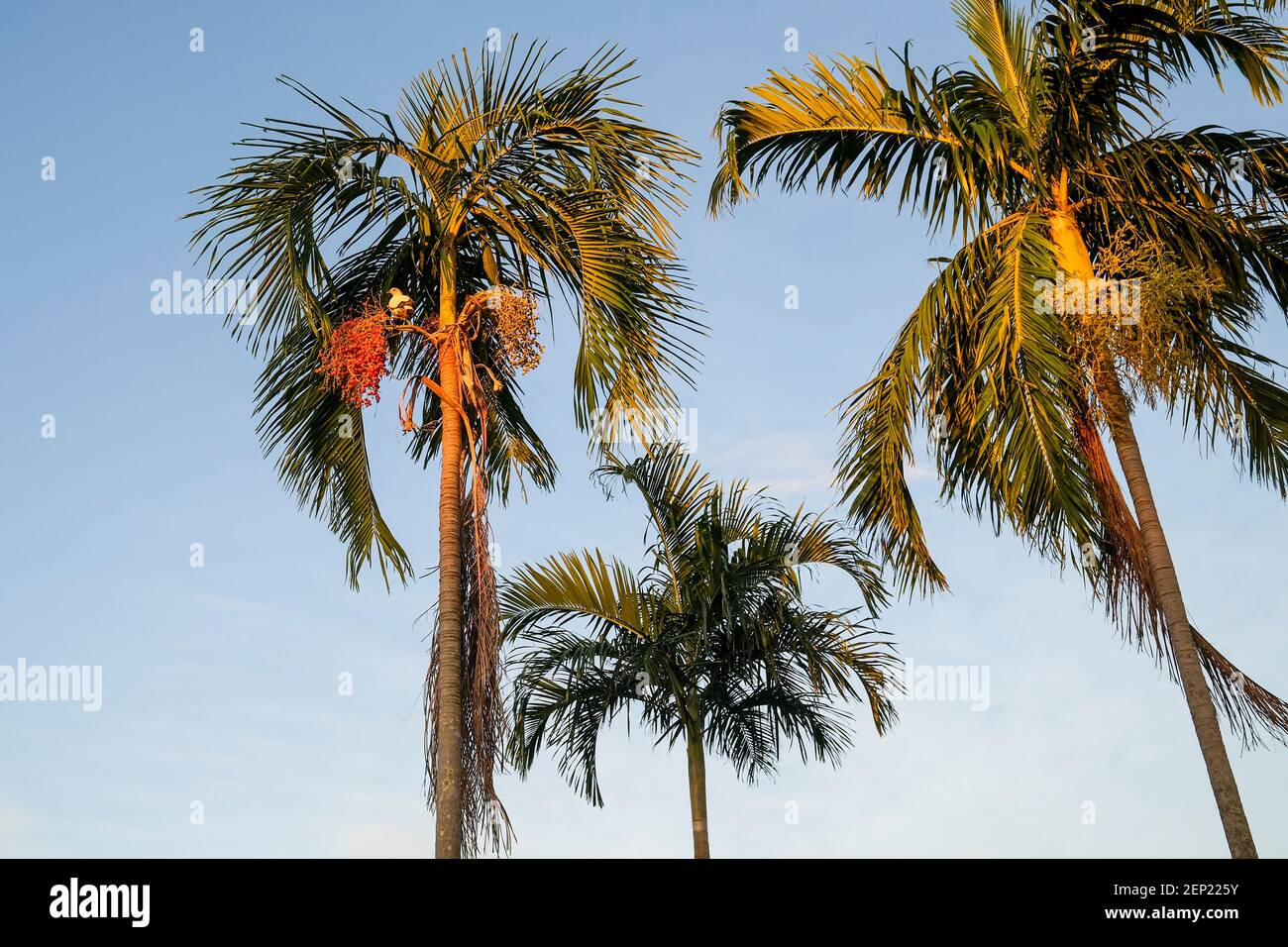 Carpentaria acuminata, communément connu sous le nom de carpentaria Palm, avec un Ducula spilorrhoa plus communément connu sous le nom de pigeon impérial de Torresian ou Torr Banque D'Images