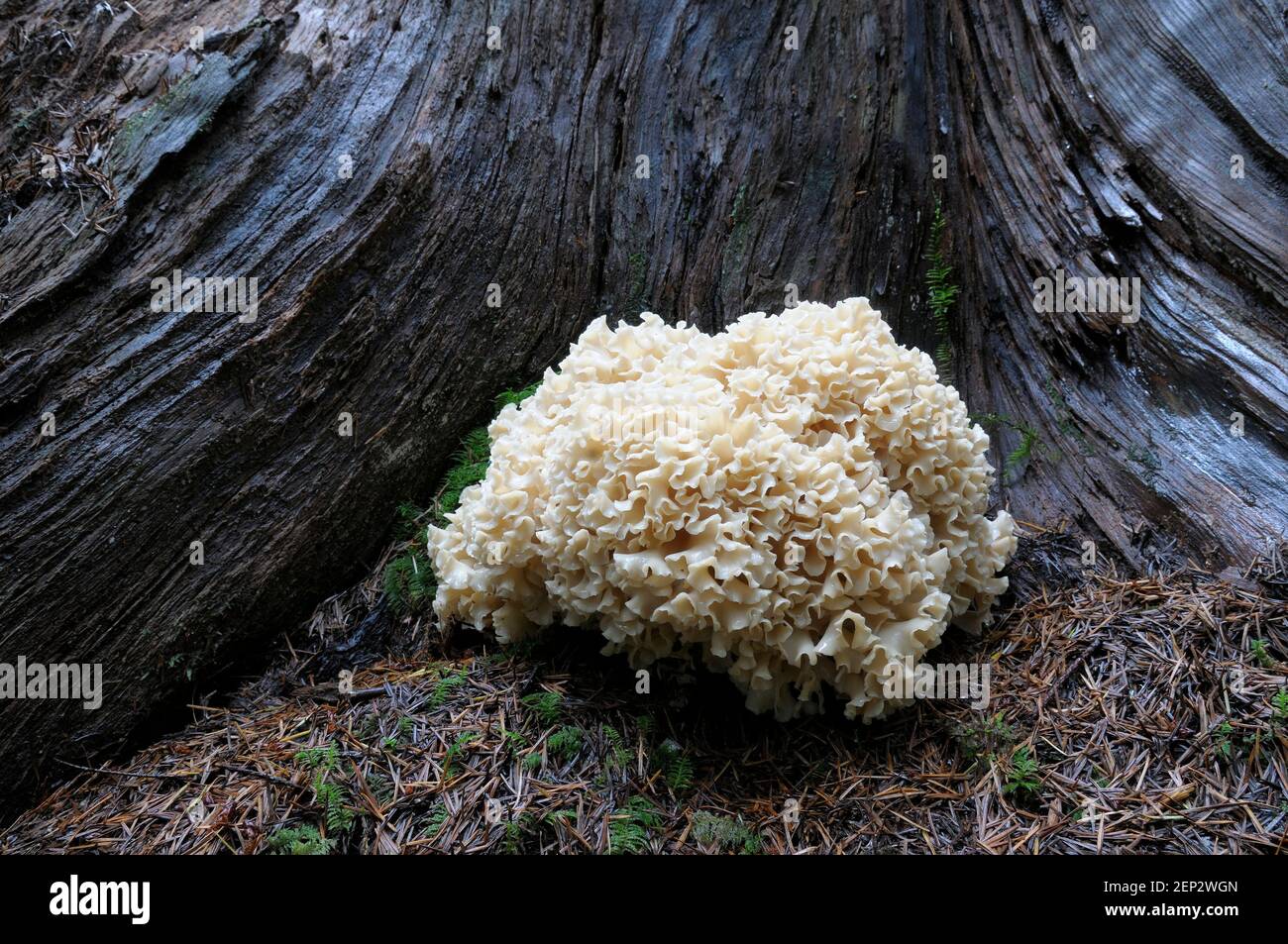 Champignons de chou-fleur (Sparassis radicata) Banque D'Images