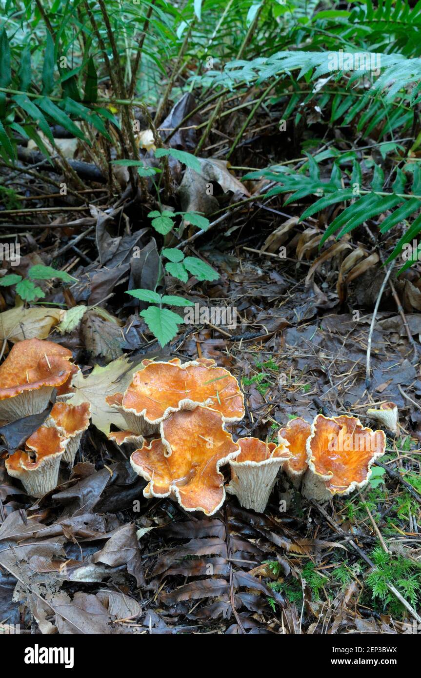 Chanterelle (Gomphus floccosus) avec fougères Banque D'Images