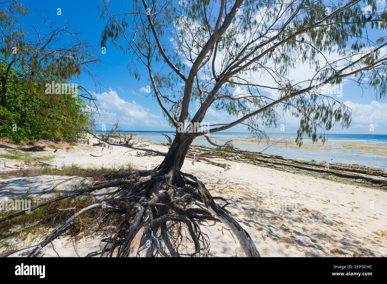 Vue panoramique sur la plage de sable et le conglomérat de corail lithifié sur l'île de Lady Musgrave, la Grande barrière de corail du sud, Queensland, Queensland, Queensland, Australie Banque D'Images