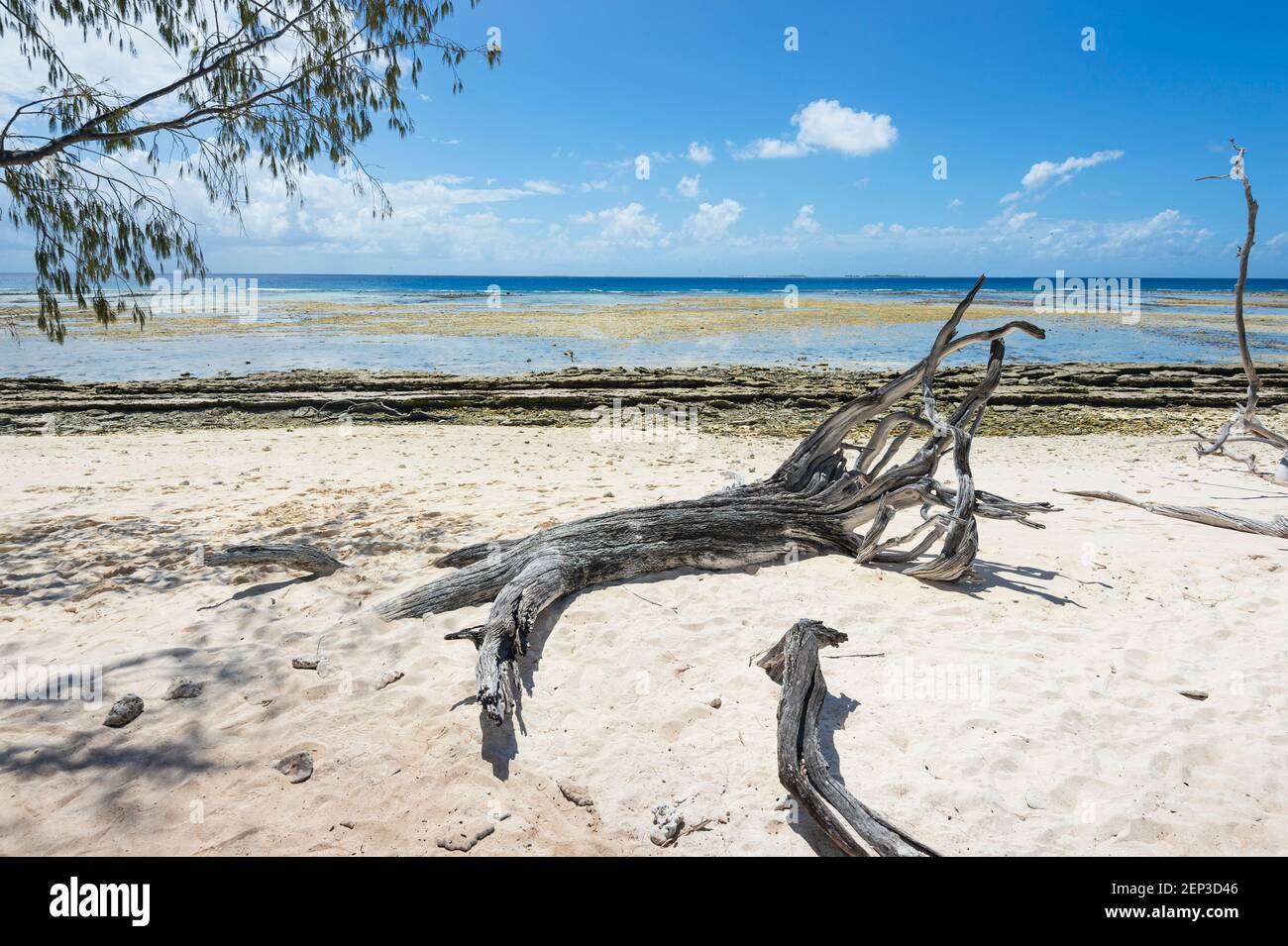 Driftwood sur la plage au bord du récif de corail de Lady Musgrave Island, Grande barrière de corail sud, Queensland, Queensland, Queensland, Australie Banque D'Images