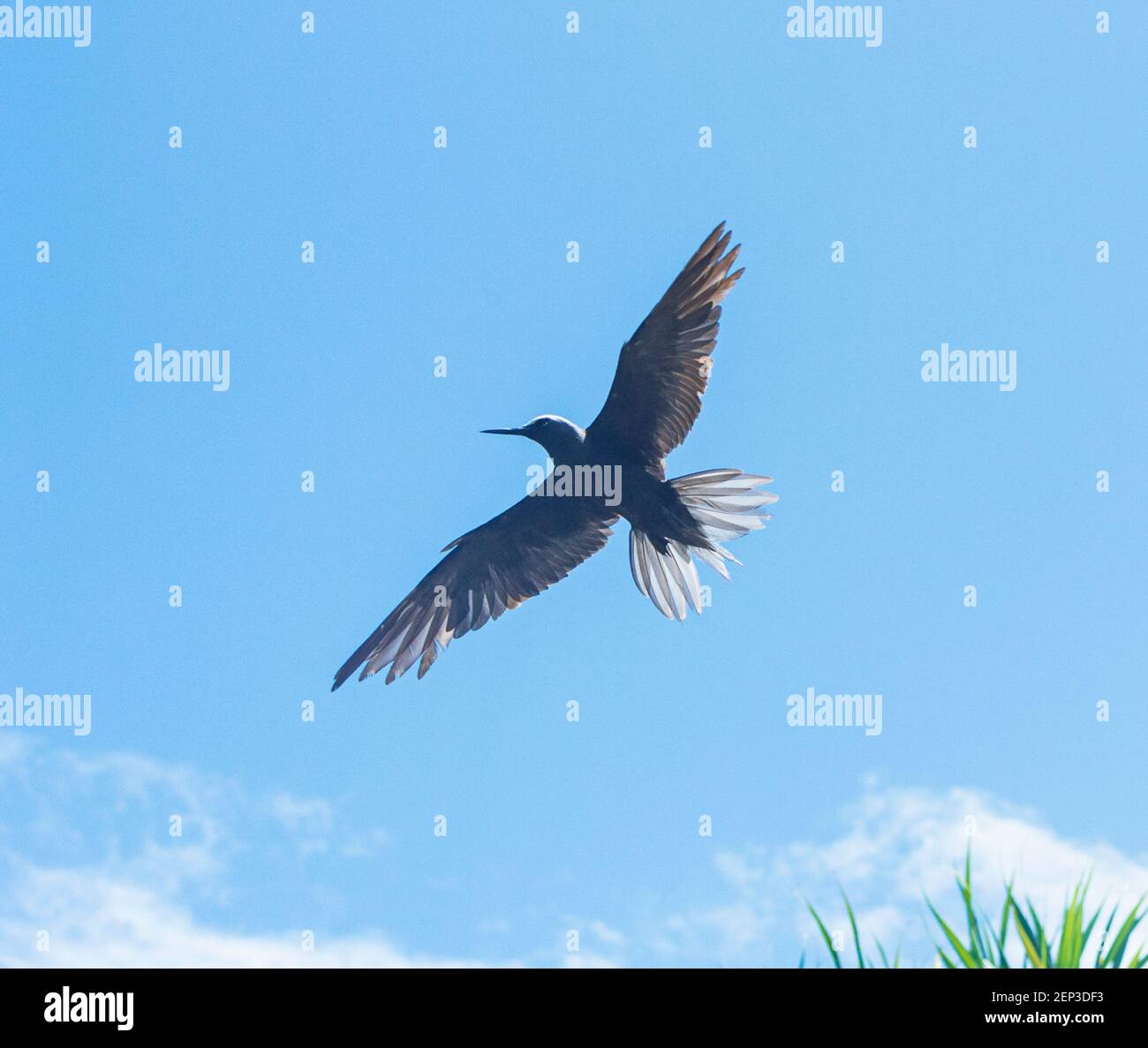 Noddy à capuchon blanc (Anous minutus) en vol avec des ailes déployées contre un ciel bleu, Lady Musgrave Island, Grande barrière de corail sud, Queensland Banque D'Images
