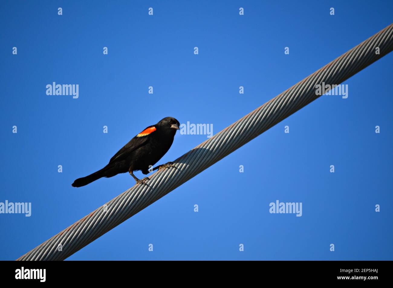 Redwing blackbird sur un câble métallique, Portland, OREGON, États-Unis. Banque D'Images