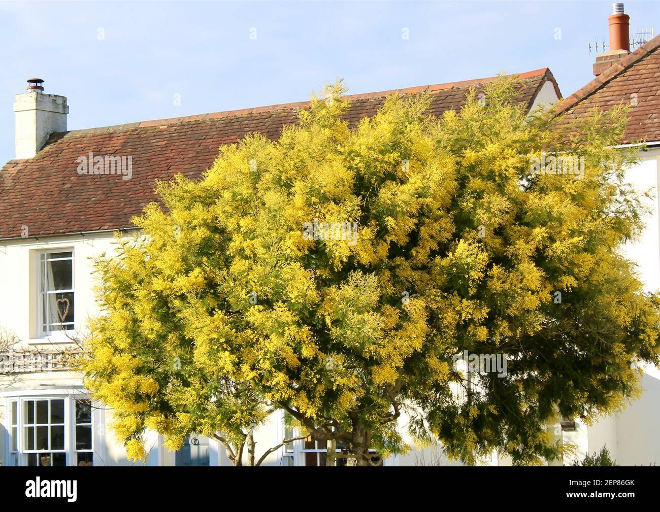 Magnifique arbre Mimosa dans un jardin de chalet à Bosham, West Sussex Banque D'Images