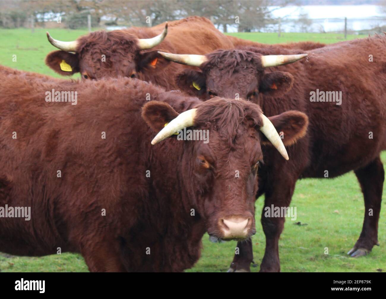 Curieux vaches rouges à Purbeck. Banque D'Images