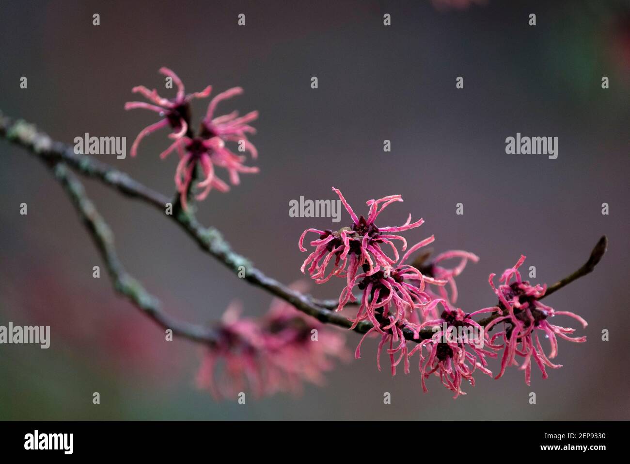 Hamamelis × Intermedia 'Ruby Glow'. Noisette sorcière « lueur rubis ». Fleurs cuivrées rouges à la fin de l'hiver Banque D'Images
