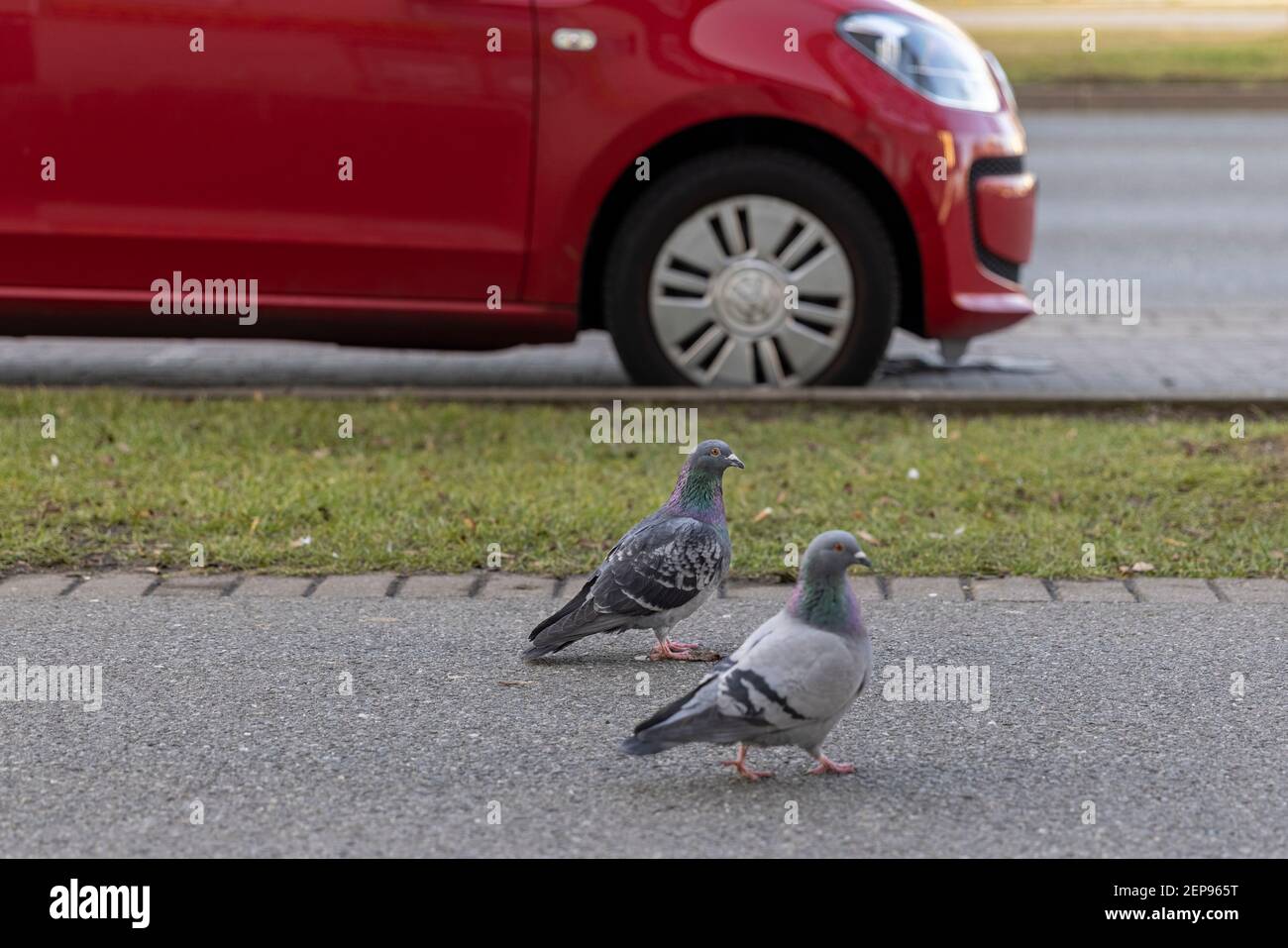 Deux pigeons marchent côte à côte sur la rue piétonne de Wolfsburg, en Allemagne. Banque D'Images