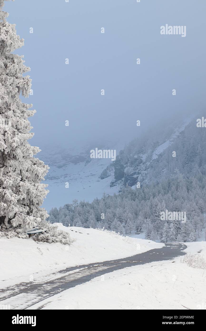 Paysage froid hivernal. Un seul pin recouvert de neige avec des bancs assis devant le lac gelé oeschinen, kandersteg Banque D'Images