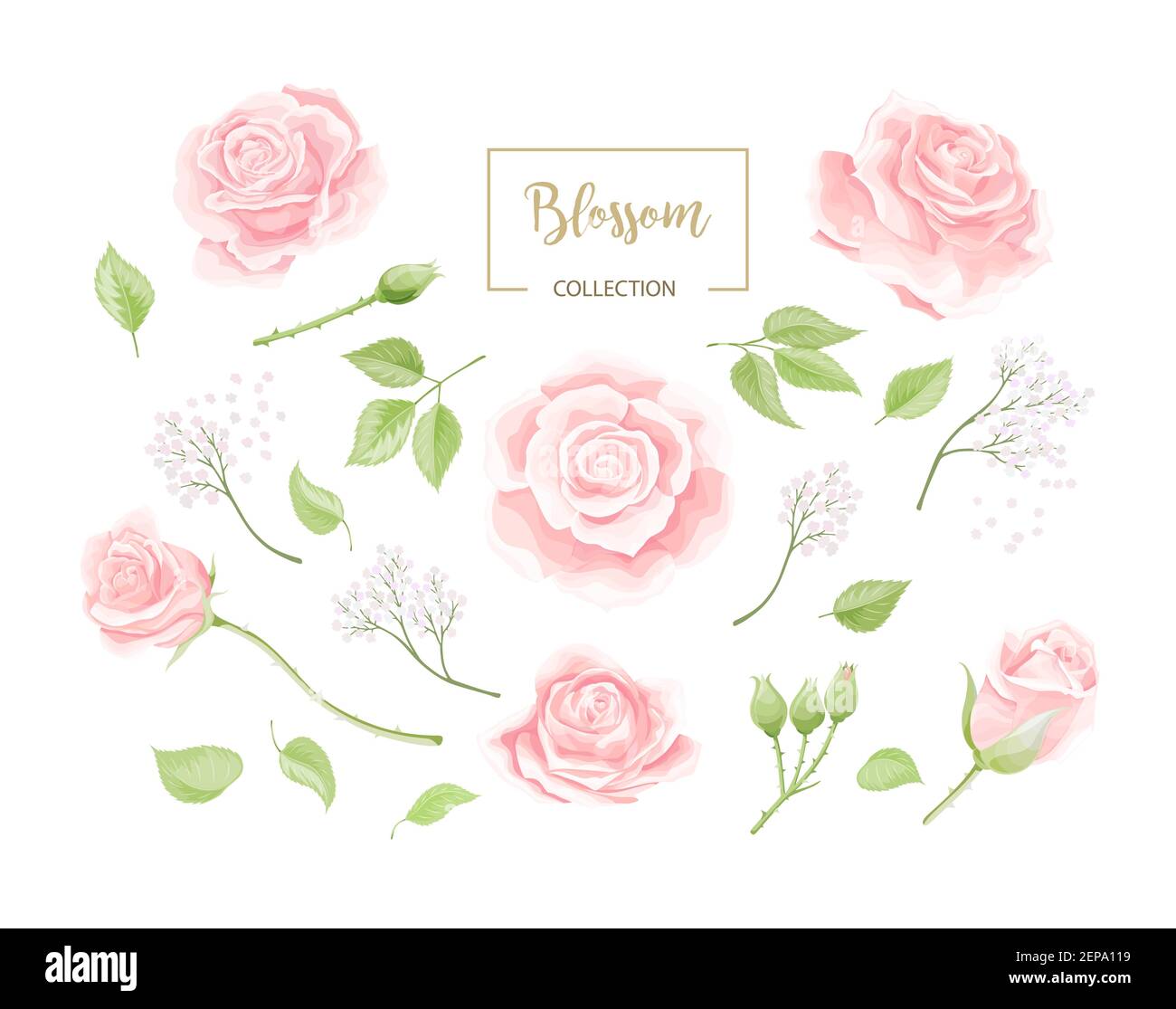Fleurs roses crème avec feuilles vertes ensemble d'objets isolés Illustration de Vecteur