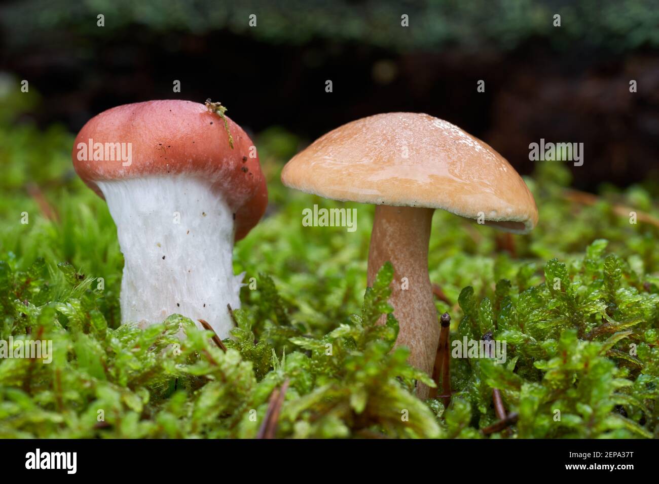 Gomphidius roseus sur la gauche parasitizes sur le mycélium de Suillus bovinus sur la droite. Champignons sauvages poussant dans la mousse. Banque D'Images