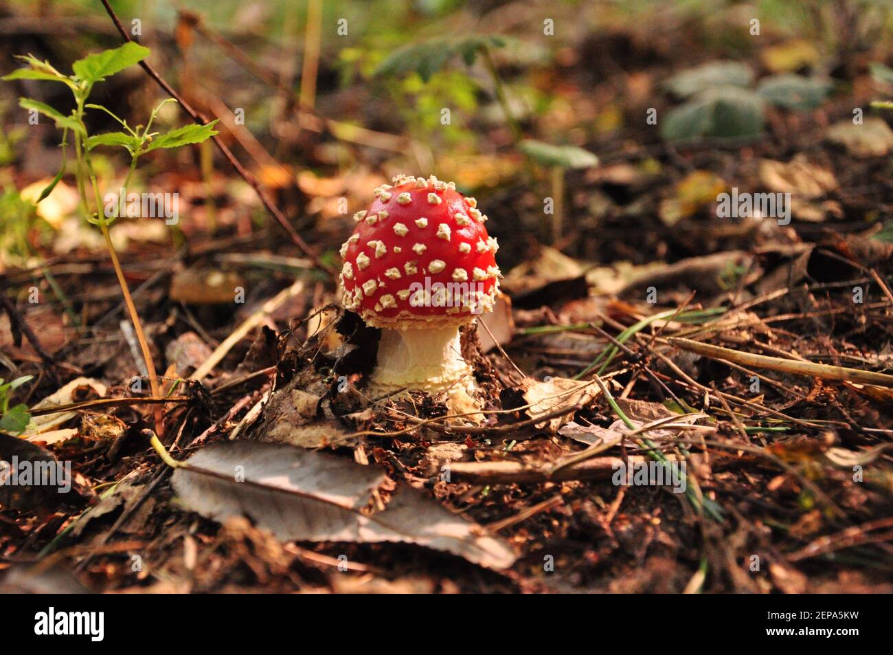 Mouche de champignon toxique avec chapeau rouge et taches blanches Banque D'Images