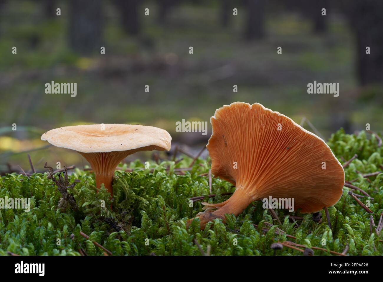 Champignon incomestible Hygrophoropsis aurantiaca dans la forêt de pins. Connu sous le nom de fausse chanterelle. Champignons orange sauvages poussant dans la mousse. Banque D'Images