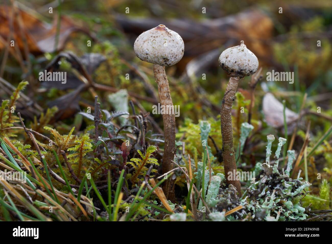 Champignon non comestible Tulostoma brumale sur un pré xérotherm. Connu sous le nom de boule de pédoncule d'hiver ou boule de neige. Champignons sauvages poussant dans l'herbe. Banque D'Images