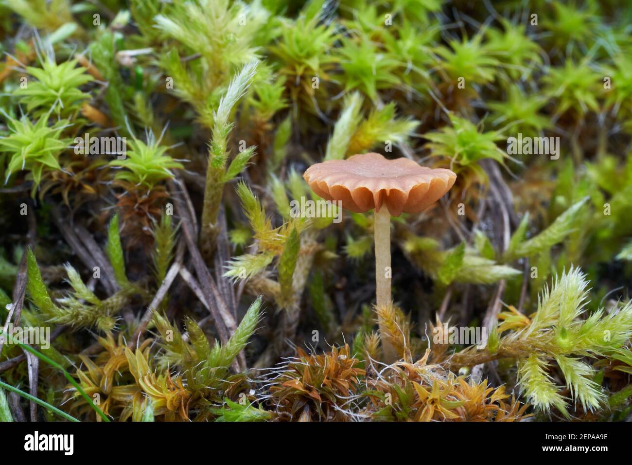 Champignon non comestible Galerina graminea dans le pré xérothe. Connu sous le nom de cloche de gazon. Champignons sauvages minuscules poussant dans la mousse. Banque D'Images