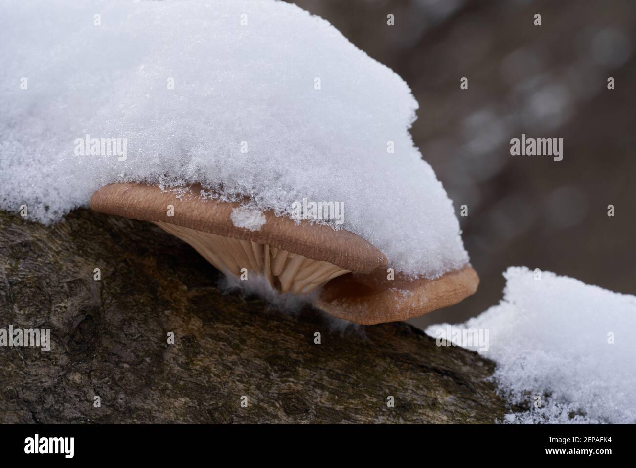 Champignon comestible Pleurotus ostreatus dans la forêt de plaine inondable. Connu sous le nom de champignon huître. Champignons d'huîtres sauvages poussant sur le bois. Banque D'Images