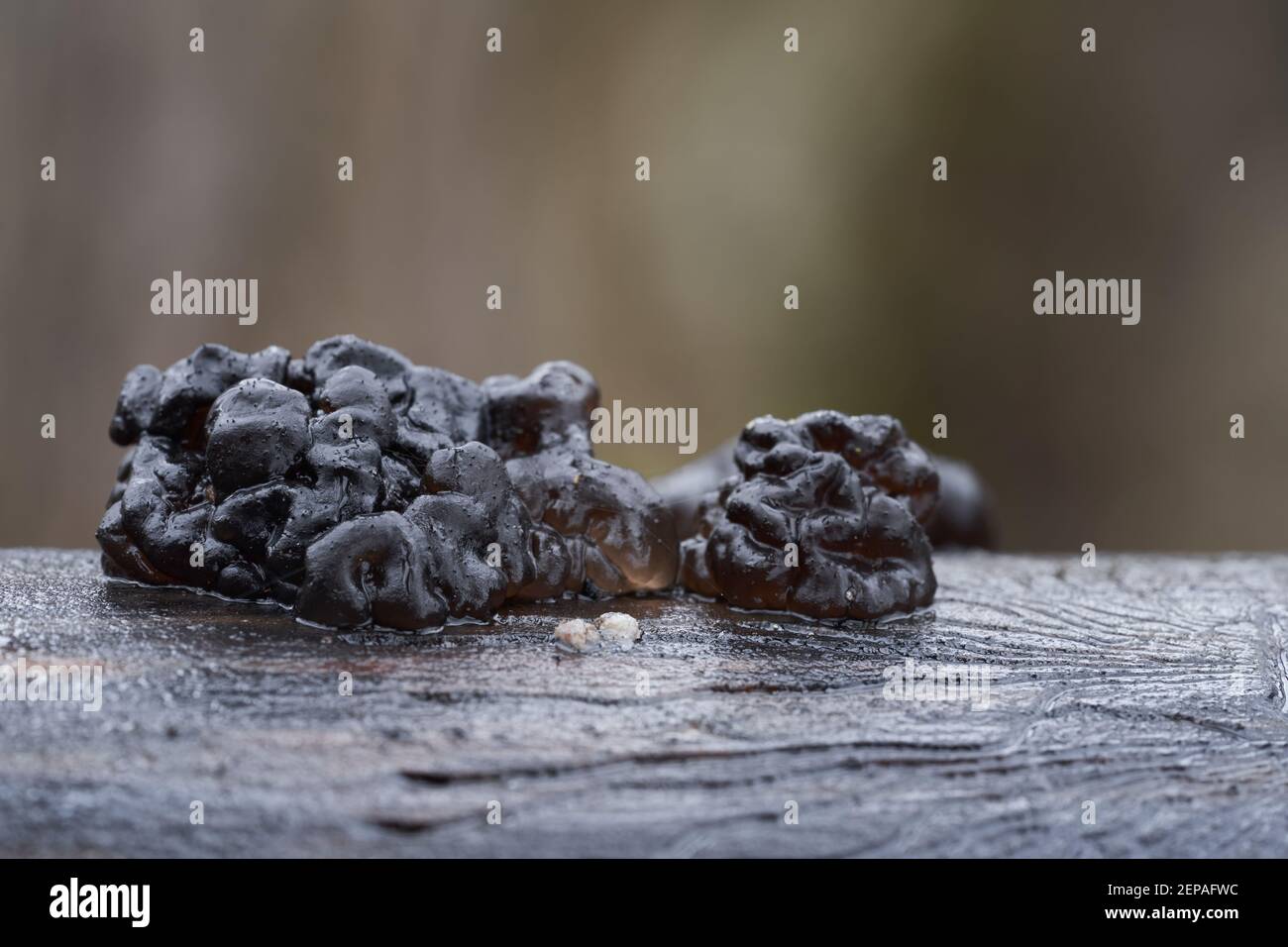 Champignon non comestible Exidia nigricans dans la forêt de la plaine inondable. Connu sous le nom de beurre de sorcières. Champignons de type gelée noire poussant sur le bois. Banque D'Images